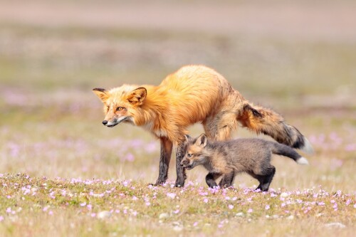 Baby-Animal_1147.jpg