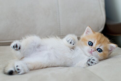 Baby-Animal_1150.jpg