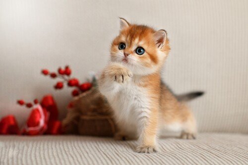 Baby Animal 1153