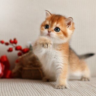 Baby-Animal_1153