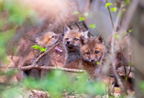 Baby-Animal_1154.jpg