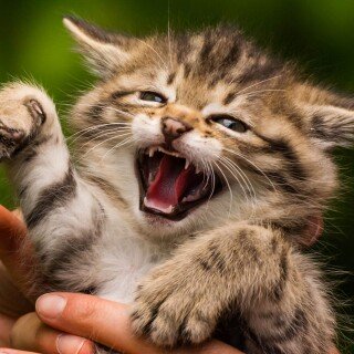 Baby-Animal_1184