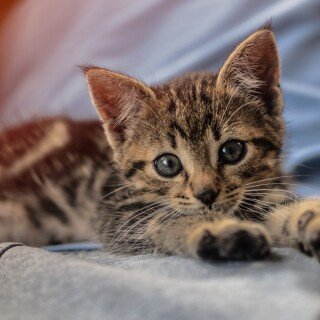 Baby-Animal_1196