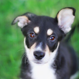 Baby-Animal_1199