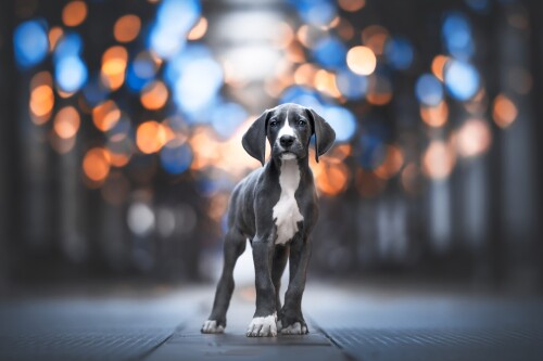Baby-Animal_1227.jpg