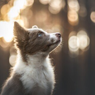 Baby-Animal_1229