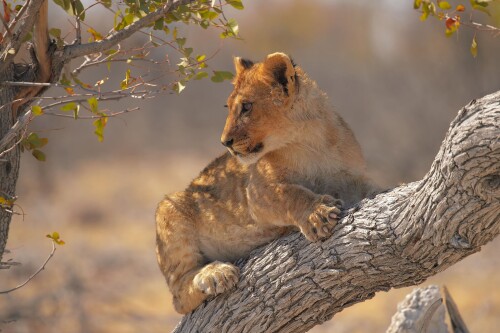 Baby-Animal_1232.jpg