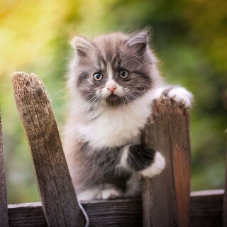Baby-Animal_1266