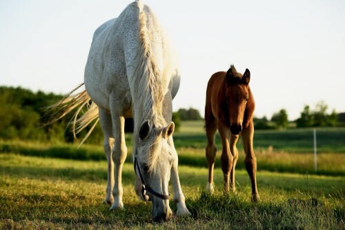 Baby-Animal_1290.jpg