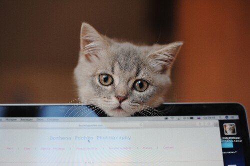 Baby-Animal_1302.jpg