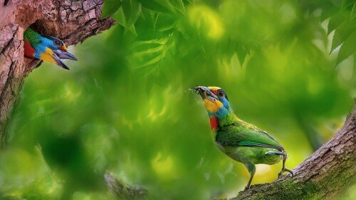 Baby-Animal_1332.jpg
