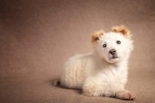 Baby-Animal_1336.jpg