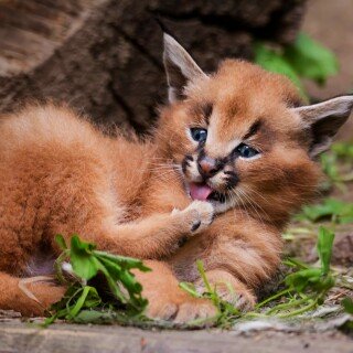 Baby-Animal_1339