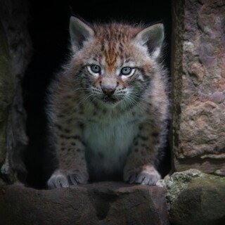 Baby-Animal_1367