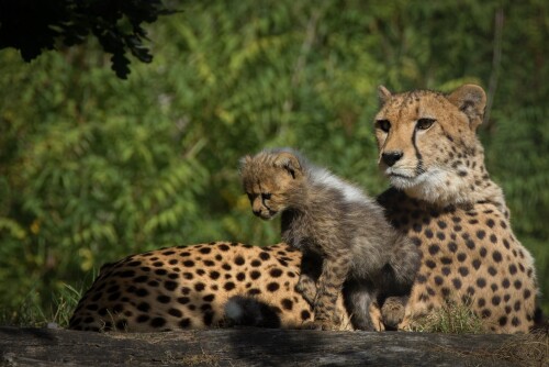 Baby-Animal_1368.jpg