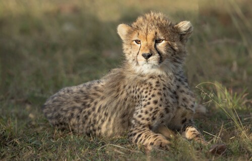 Baby-Animal_1401.jpg