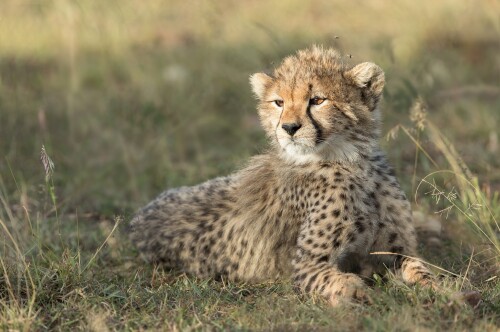 Baby Animal 1404