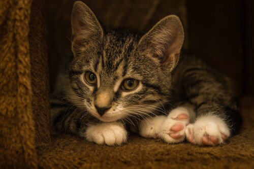 Baby-Animal_1419.jpg