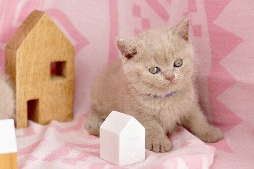 Baby-Animal_1426.jpg
