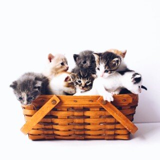 Baby-Animal_1431