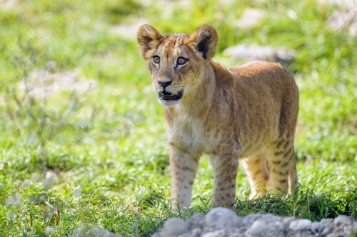 Baby-Animal_1441.jpg