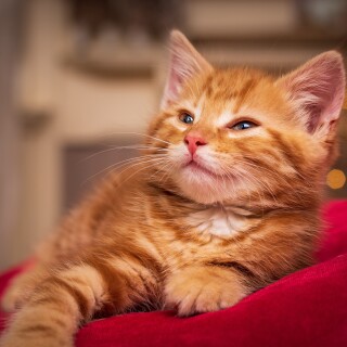 Baby-Animal_1448