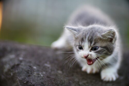 Baby-Animal_1449.jpg