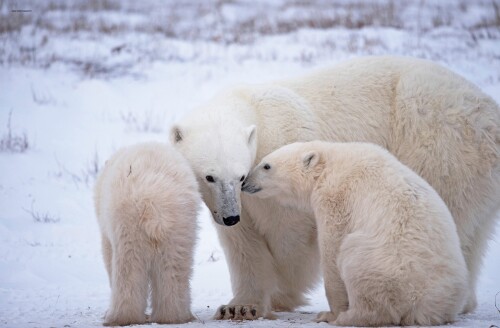 Baby-Animal_1452.jpg