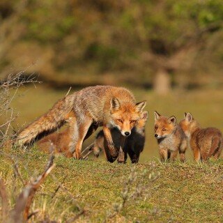 Baby-Animal_1462