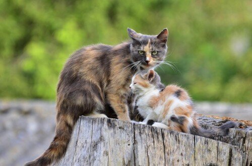 Baby-Animal_1473.jpg