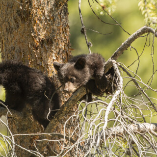 Baby-Animal_1476