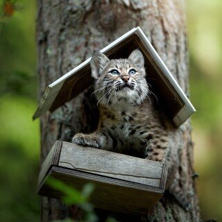Baby-Animal_1509