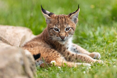 Baby-Animal_1513.jpg