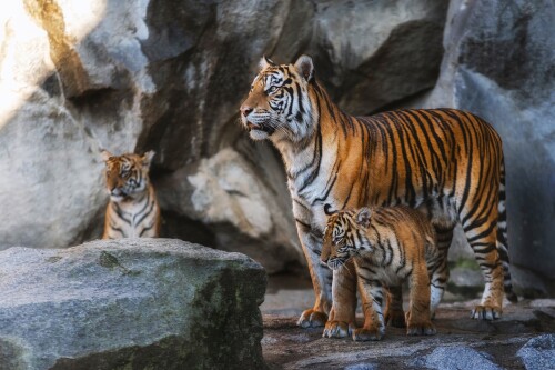 Baby-Animal_1521.jpg