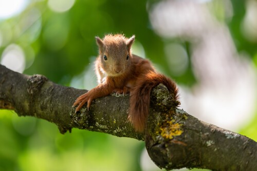 Baby-Animal_1536.jpg