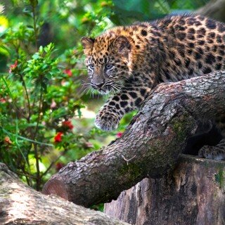 Baby-Animal_1548