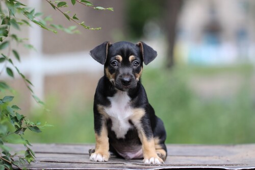 Baby-Animal_1551.jpg