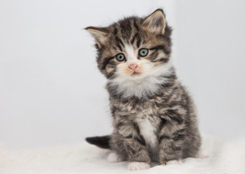 Baby-Animal_1573.jpg