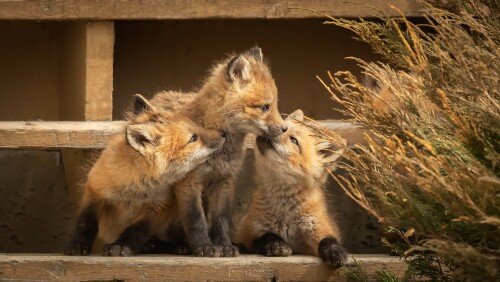 Baby-Animal_1591.jpg