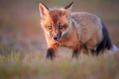 Baby-Animal_1612.jpg