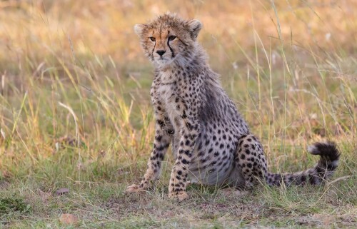 Baby-Animal_1625.jpg