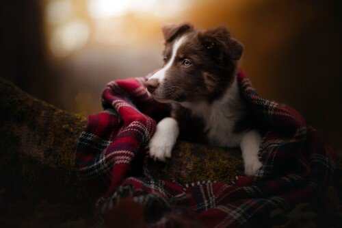 Baby-Animal_1637.jpg