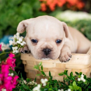 Baby-Animal_1672