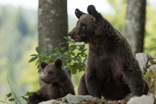 Baby-Animal_1679.jpg