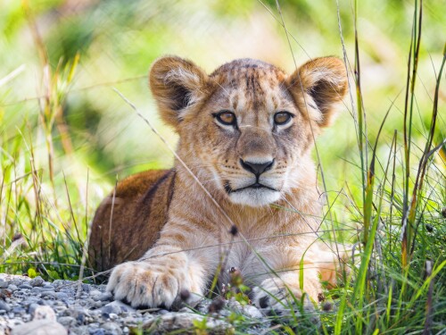 Baby-Animal_1686.jpg