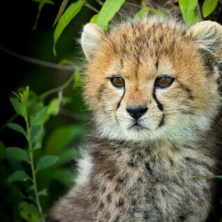 Baby-Animal_1698