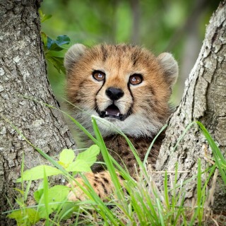 Baby-Animal_1699