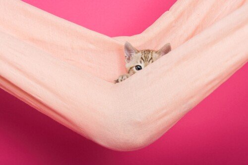 Baby Animal 1700