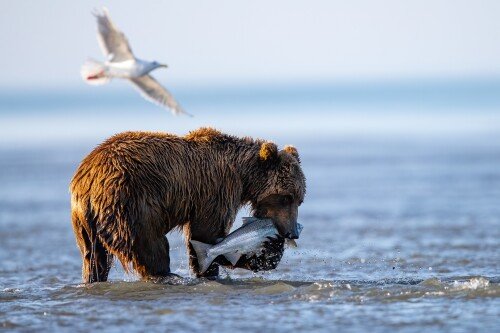 Baby-Animal_1703.jpg