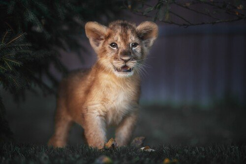 Baby-Animal_1717.jpg